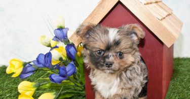 Best Indoor Dog House